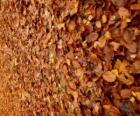 Опавшие листья на земле, типичный образ осени